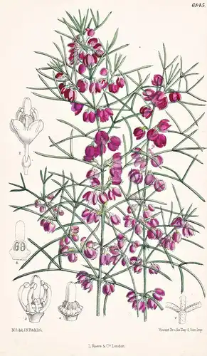 Boronia Heterophylla, var. Brevipes. Native of South-Western Australia. Tab. 6845 - Australia Australien / Pfl