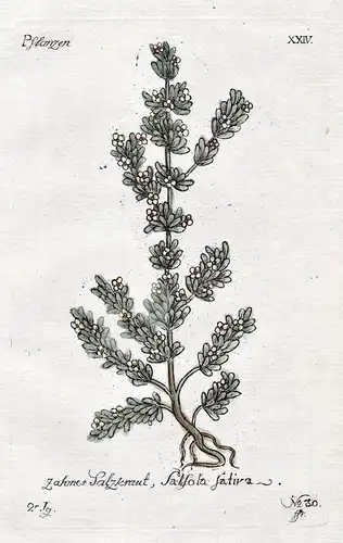 Zahmes Salzkraut - Salzkraut saltweed Pflanze plant Botanik botany