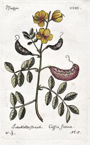 Senesblätterstrauch -  Alexandrinische Senna Alexandrian Senna Pflanze plant Botanik botany