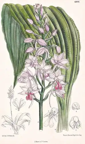 Calanthe Natalensis. Native of Natal. Tab. 6844 - Natal / Pflanze Planzen plant plants / flower flowers Blume