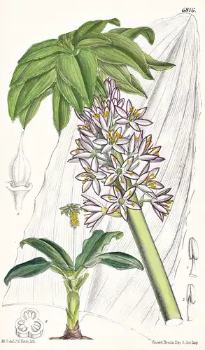 Eucomis Bicolor. Native of Natal. Tab. 6816 - Natal / Pflanze Planzen plant plants / flower flowers Blume Blum