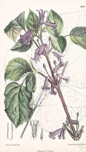 Clematis Tubulosa, var. Hookeri. Native of Nothern China. Tab. 6801 - China / Pflanze Planzen plant plants / f