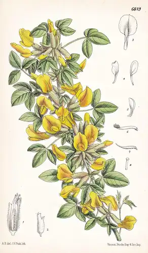 Cytisus Hirsutu. Native of South Europe and Asia Minor. Tab. 6819 - Pflanze Planzen plant plants / flower flow
