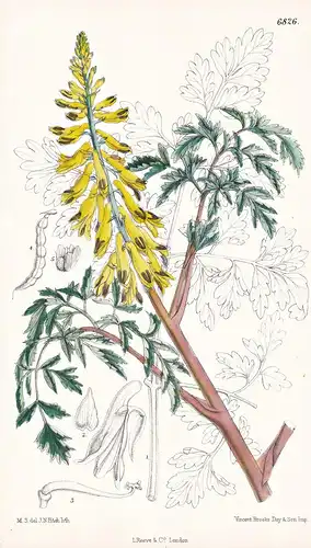 Corydalis Pallida. Native of China and Japan. Tab. 6826 - China Japan / Pflanze Planzen plant plants / flower