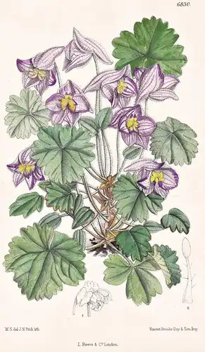 Delphinium Cashmirianum, var. Walkeri. Native of Kashmir. Tab. 6830 - India Indien / Pflanze Planzen plant pla