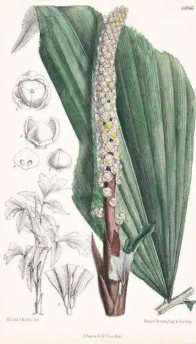 Didymosperma Nanum. Natives of Assam. Tab. 6836 - India Indien / Pflanze Planzen plant plants / flower flowers