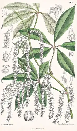 Dioscorea Crinita. Native of Natal. Tab. 6804 - Natal / Pflanze Planzen plant plants / flower flowers Blume Bl