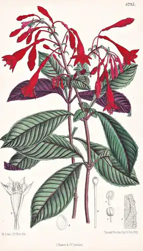 Fuchsia Triphylla. Native of St. Domingo. Tab. 6795 - Santo Domingo / Pflanze Planzen plant plants / flower fl