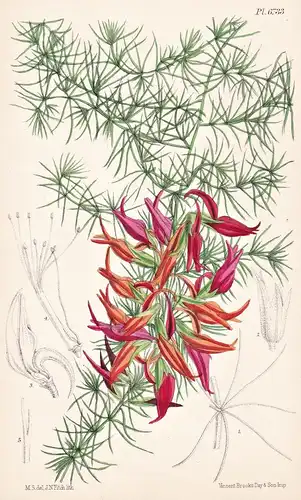 Lotus Peliorhynchus. Native of Teneriffe. Tab. 6733 - Canary Islands / Pflanze Planzen plant plants / flower f