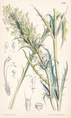 Morina Coulteriana. Native of the Western Himalaya. Tab. 6734 - Himalaya / Pflanze Planzen plant plants / flow