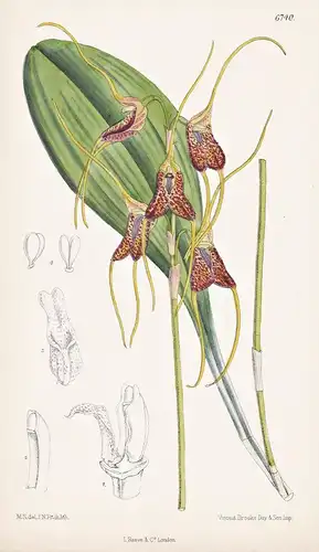 Masdevallia Schlimii. Tab. 6740 - Venezuela / Orchidee orchid / Pflanze Planzen plant plants / flower flowers