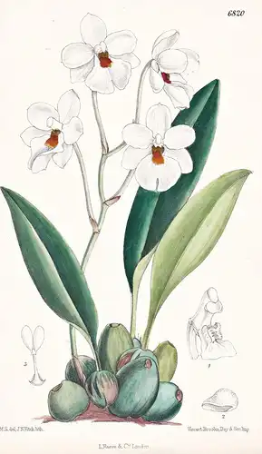 Odontoglossum Oerstedii. Native of Costa Rica. Tab. 6820 - Costa Rica / Orchidee orchid / Pflanze Planzen plan