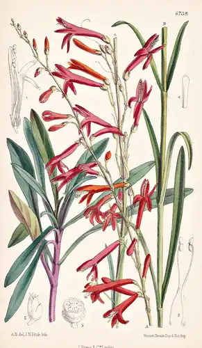 Pentstemon Labrosus. Native California. Tab. 6738 - California Kalifornien / Pflanze Planzen plant plants / fl