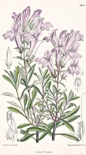 Pentstemon Menziesii, var. Scouleri. Natives of North-West America. Tab. 6834 - North America Nordamerika / Pf