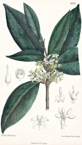 Phillyrea Vilmoriniana. Native of Asia Minor. Tab. 6800 - Asia Minor / Pflanze Planzen plant plants / flower f