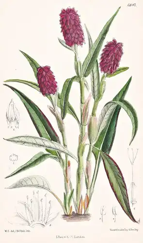 Polygonum Sphaerostachyum. Native of the Himalaya. Tab. 6847 - Himalaya / Pflanze Planzen plant plants / flowe
