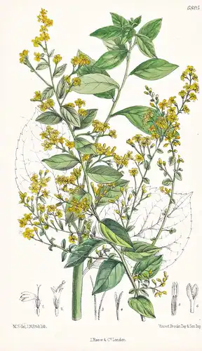 Solidago Drummondii. Native of Eastern North America. Tab. 6805 - North America / Pflanze Planzen plant plants