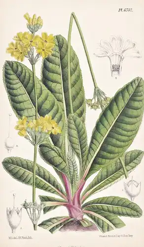 Primula Prolifera. Native of the Eastern Himalaya, Khasia Mountians, and Java. Tab. 6732 - Himalaya / Pflanze