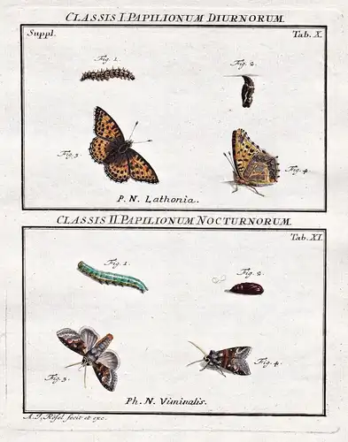 Classis I Papilionum Diurnorum Tab X / Classis II Papilionum Nocturnorum Tab XI - Nachtfalter Motten Schmetter
