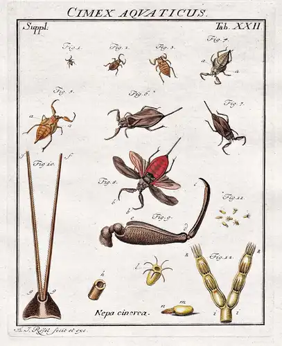 Cimex Aquaticus Tab XXII - Käfer beetle Wasserinsekten aquatic insects aus: Der Monatlich-herausgegebenen Inse