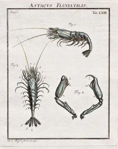 Astacus Fluviatilis Tab LXIII - Krebse crab Krabbe Cancer aus: Der Monatlich-herausgegebenen Insecten-Belustig