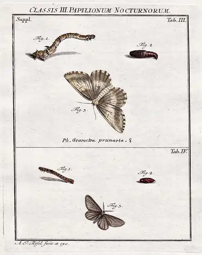 Classis I Papilionum Nocturnorum Tab III, Tab IV - Nachtfalter Motten Schmetterlinge Raupen night moth Caterpi
