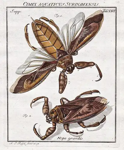 Cimex Aquaticus Surinamensis Tab XXVI - Käfer beetle Wasserinsekten aquatic insects aus: Der Monatlich-herausg
