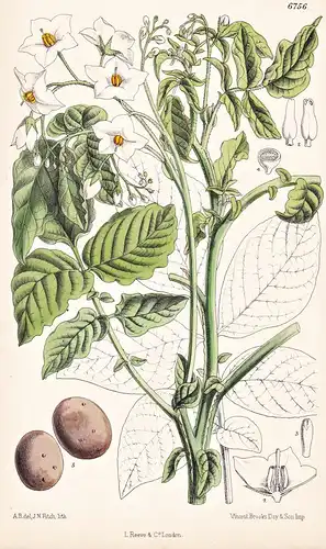 Solanum Maglia. Native of Chili. Tab. 6756 - Chile / Pflanze Planzen plant plants / flower flowers Blume Blume
