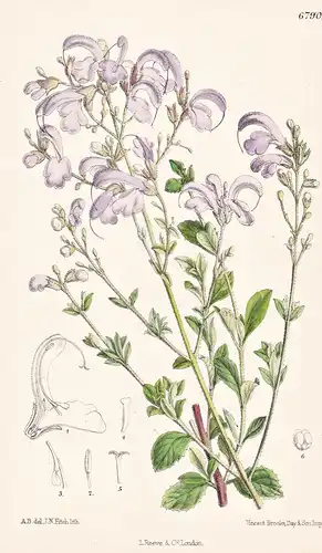 Salvia Paniculata. Native of South Africa. Tab. 6790 - South Africa Südafrika / Pflanze Planzen plant plants /