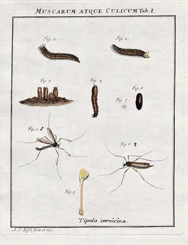 Muscarum atque Culicum Tab I - Fliegen Mücken Insekten insects aus: Der Monatlich-herausgegebenen Insecten-Bel