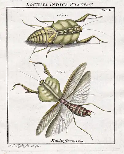 Locusta Indica Praefat Tab III - Heuschrecke locust Grille cricket Insekten insects aus: Der Monatlich-herausg