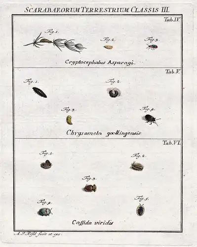 Scarabaeorum Terrestrium Classis III. Tab IV, Tab V, Tab VI - Käfer beetle Larve larva Insekten insects aus: D