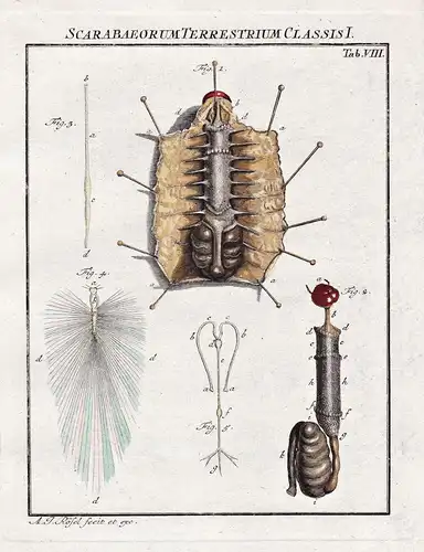 Scarabaeorum Terrestrium Classis I. Tab VIII - Käfer beetle Larve larva Insekten insects aus: Der Monatlich-he