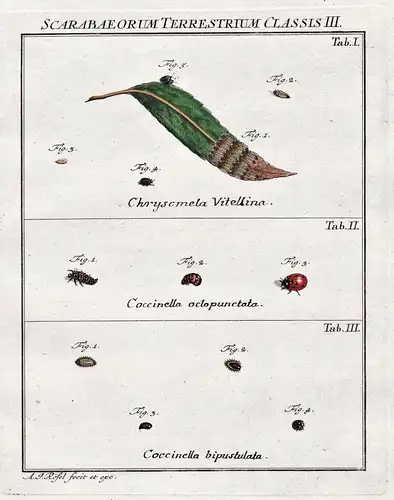 Scarabaeorum Terrestrium Classis III. Tab I, Tab II, Tab III - Käfer beetle Larve larva Insekten insects aus:
