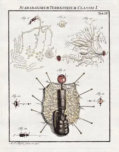 Scarabaeorum Terrestrium Classis I. Tab IX - Käfer beetle Larve larva Insekten insects aus: Der Monatlich-hera