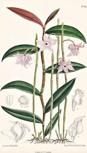 Dendrobium Aduncum. Native of China. Tab. 6784 - China / Orchidee orchid / Pflanze Planzen plant plants / flow