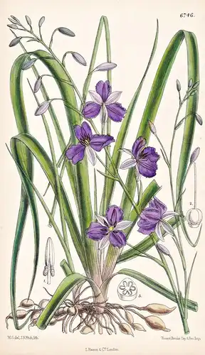 Dichopogon Strictus. Native of S. East Australia and Tasmania. Tab. 6746 - Australia Australien / Pflanze Plan