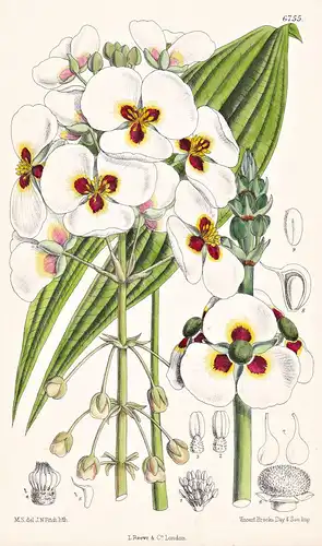 Sagittaria Montevidensis. Native of South America. Tab. 6755 - South America Südamerika / Pflanze Planzen plan