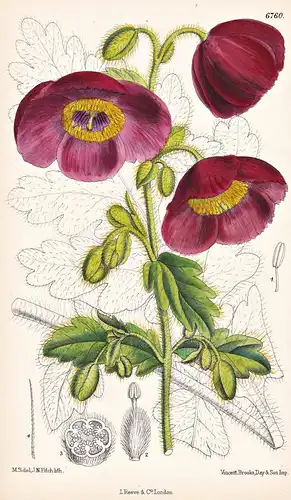 Meconopsis Wallichii, var. fusco-purpurea. Native of the Eastern Himalaya. Tab. 6760 - Himalaya / Pflanze Plan