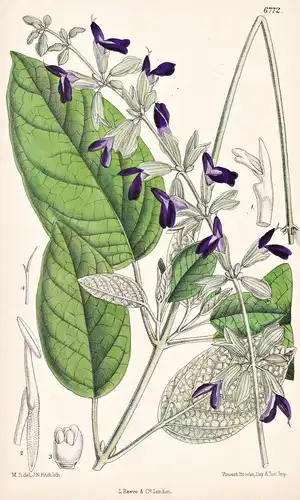 Salvia Discolor. Native of Peru. Tab. 6772 - Peru / Pflanze Planzen plant plants / flower flowers Blume Blumen