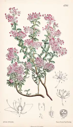 Leiophyllum Buxifolium. Native of United States. Tab. 6752 - North America Nordamerika / Pflanze Planzen plant