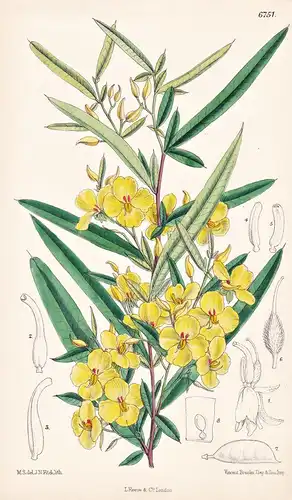 Labichea Lanceolata. Native of South-Western Australia. Tab. 6751 - Australia Australien / Pflanze Planzen pla