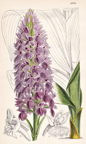 Orchis Foliosa. Leafy Orchis. Tab. 5074 - Madeira / Pflanze Planzen plant plants / flower flowers Blume Blumen