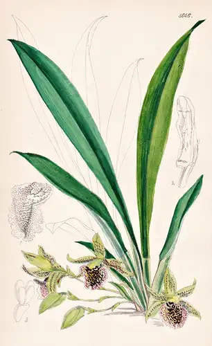 Kefersteinia Graminea. Grass-leaved Kefersteinia. Tab. 5046 - Orchidee orchid / Pflanze Planzen plant plants /