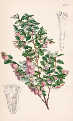 Symphoricarpus Microphyllus. Mexican Small-leaved Snowberry. Tab. 4975 - North America Nordamerika / Pflanze P