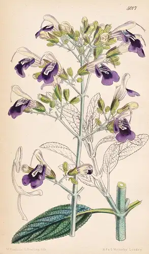 Salvia Candelabrum. Lustre Sage. Tab. 5017 - Mexico Mexiko / Pflanze Planzen plant plants / flower flowers Blu