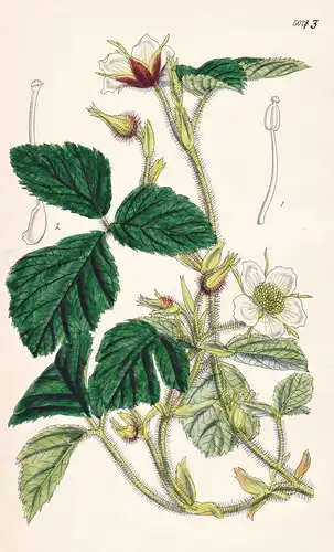 Rubus Nutans. Shaggy-stemmed Raspberry. Tab. 5023 - Himalaya / Pflanze Planzen plant plants / flower flowers B