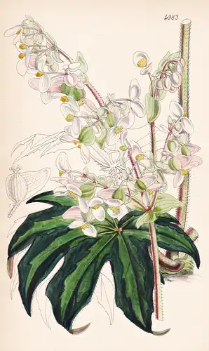 Begonia Heracleifolia; var. Nigricans. Hog-weed Begonia; blackish-leaved var. Tab. 4983 - Mexico Mexiko / Pfla
