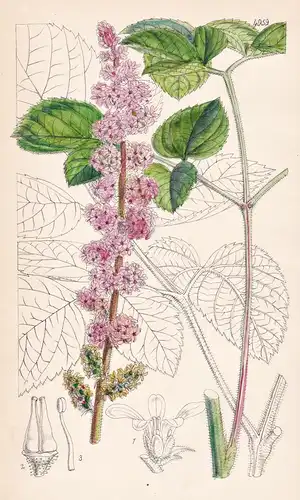 Astilbe Rubra. The Red-flowered Astilbe. Tab. 4959 - Bengal / Pflanze Planzen plant plants / flower flowers Bl