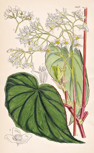 Begonia Wageneriana. Mr. Wagner's Begonia. Tab. 5047 - Venezuela / Pflanze Planzen plant plants / flower flowe